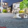 夜のネコ吉