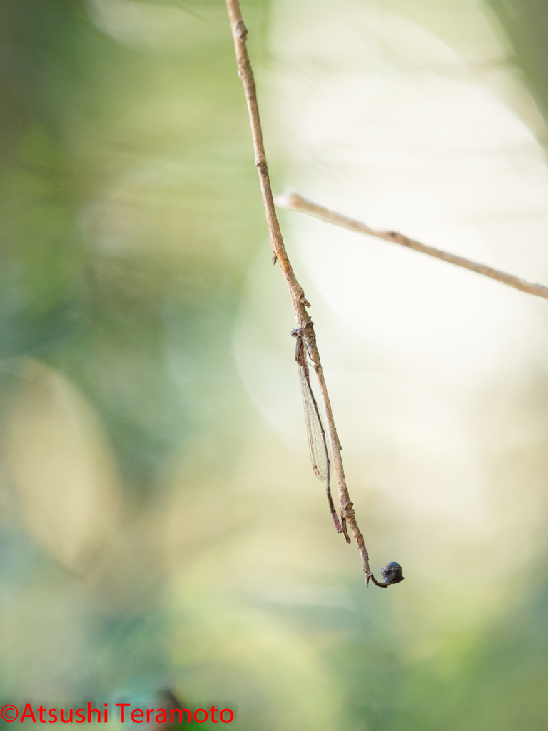 ホソミイトトンボ越冬型♂