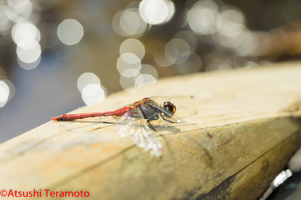 マユタテアカネ♂