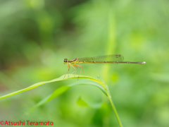 モノサシトンボ♀