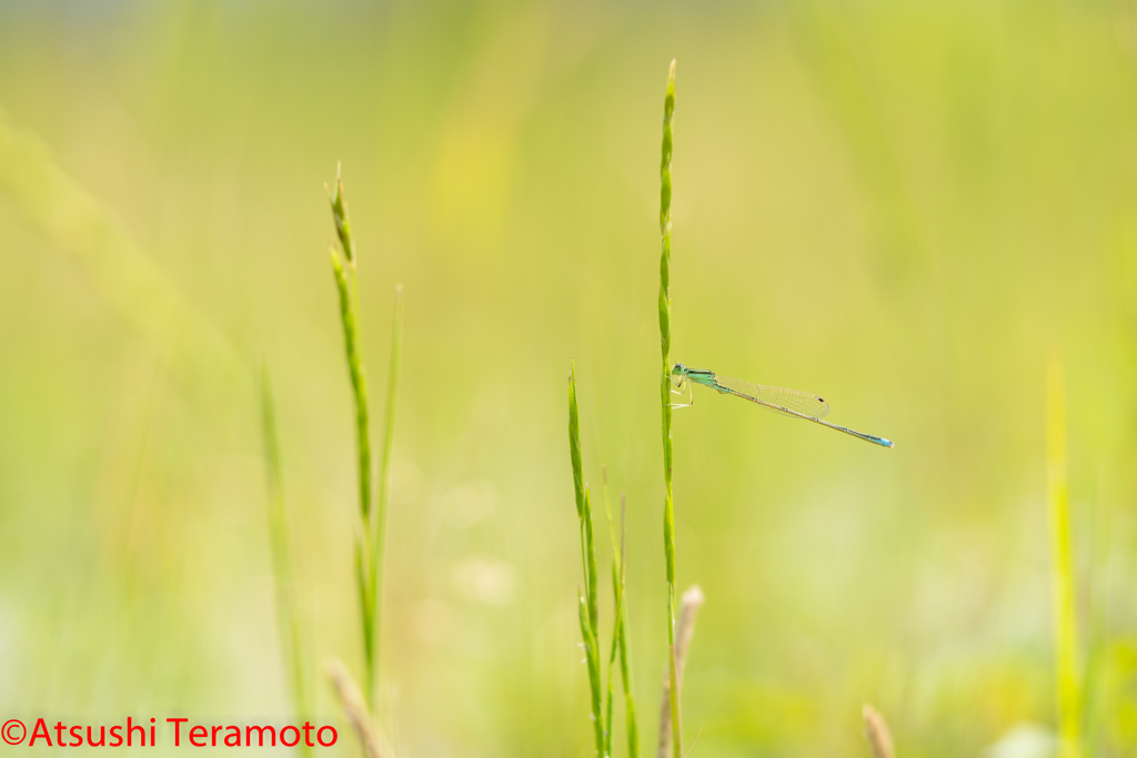 アジアイトトンボ♂