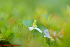 何かと嫌われますが、花はキレイです