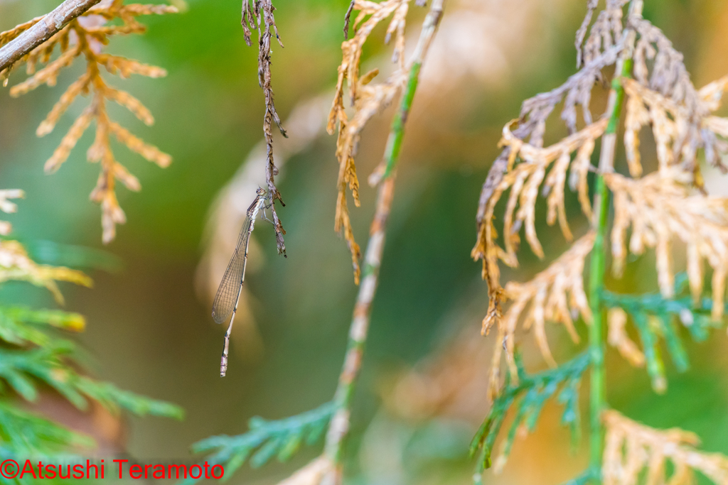 ホソミイトトンボ越冬型♂