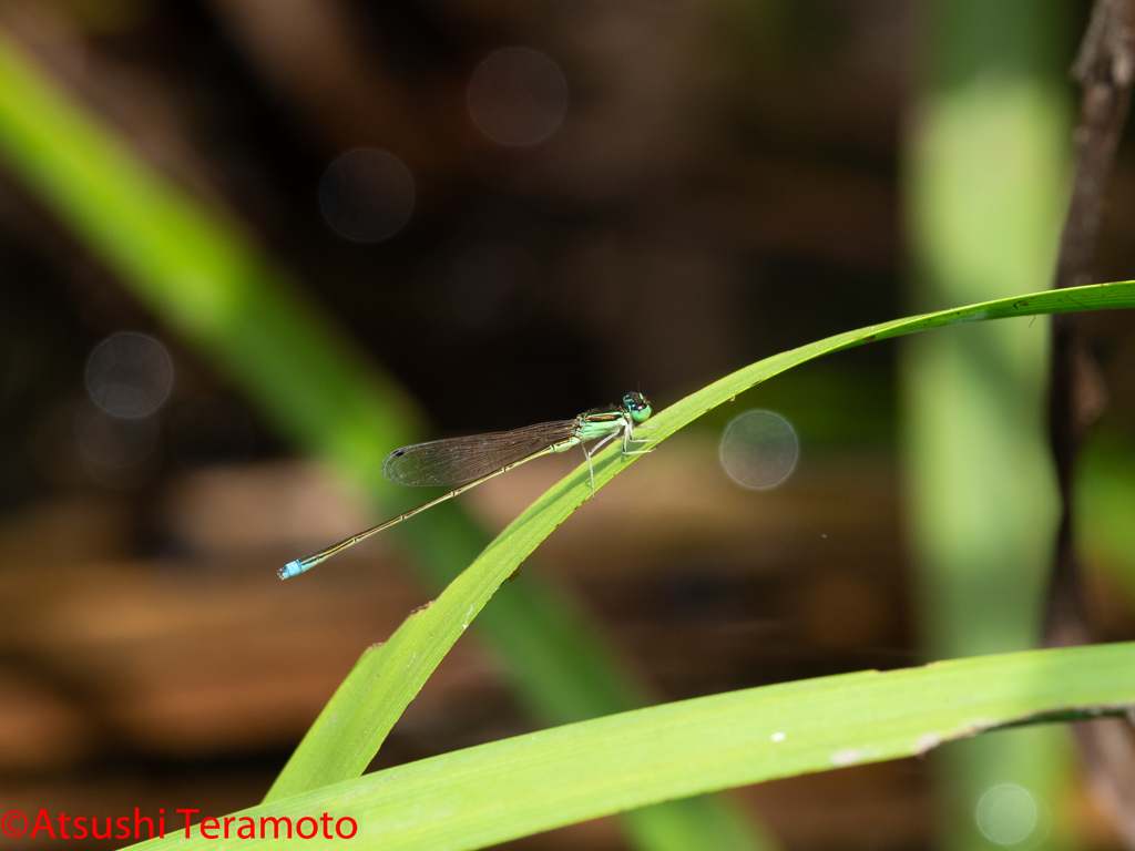 アジアイトトンボ♂