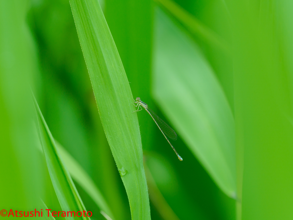 ホソミイトトンボ夏型♀