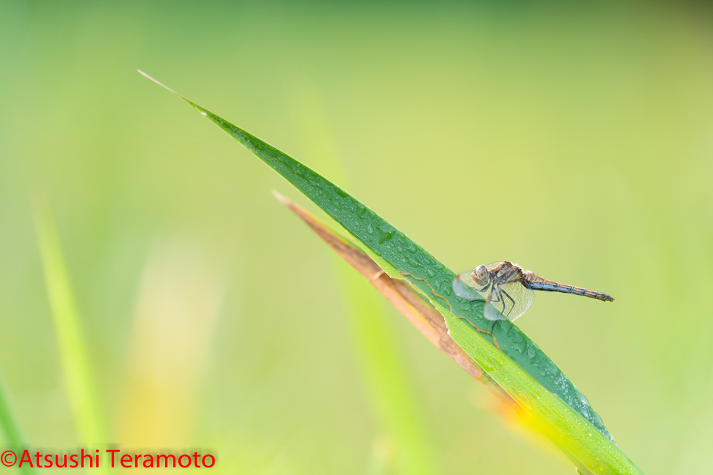 アキアカネ♀