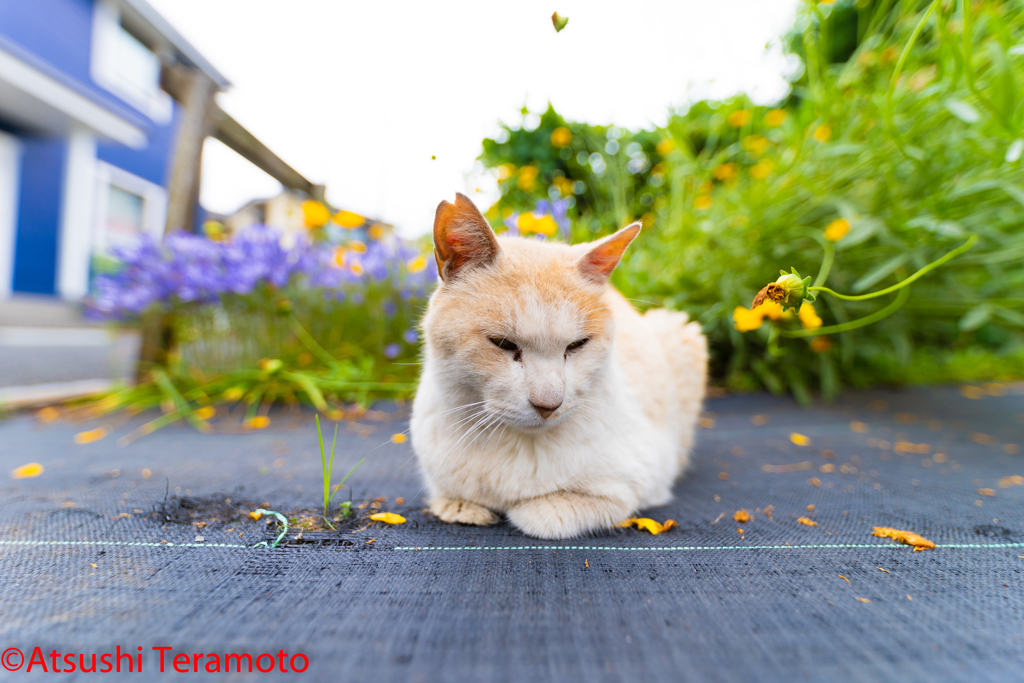 茶色の地域猫