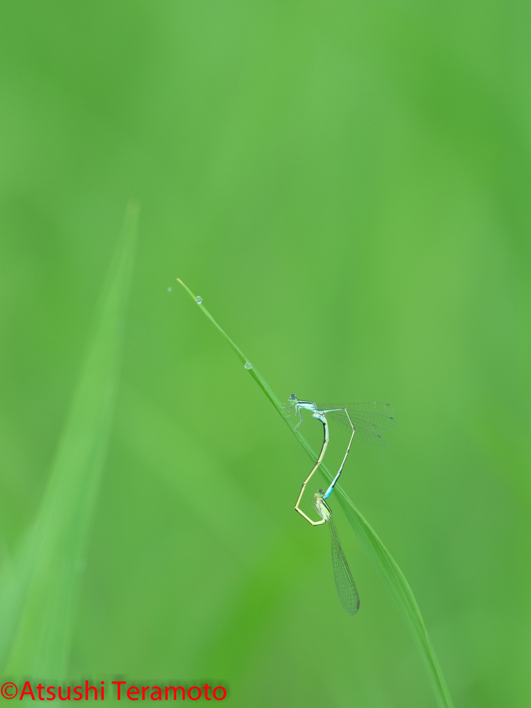 ホソミイトトンボ夏型交尾態