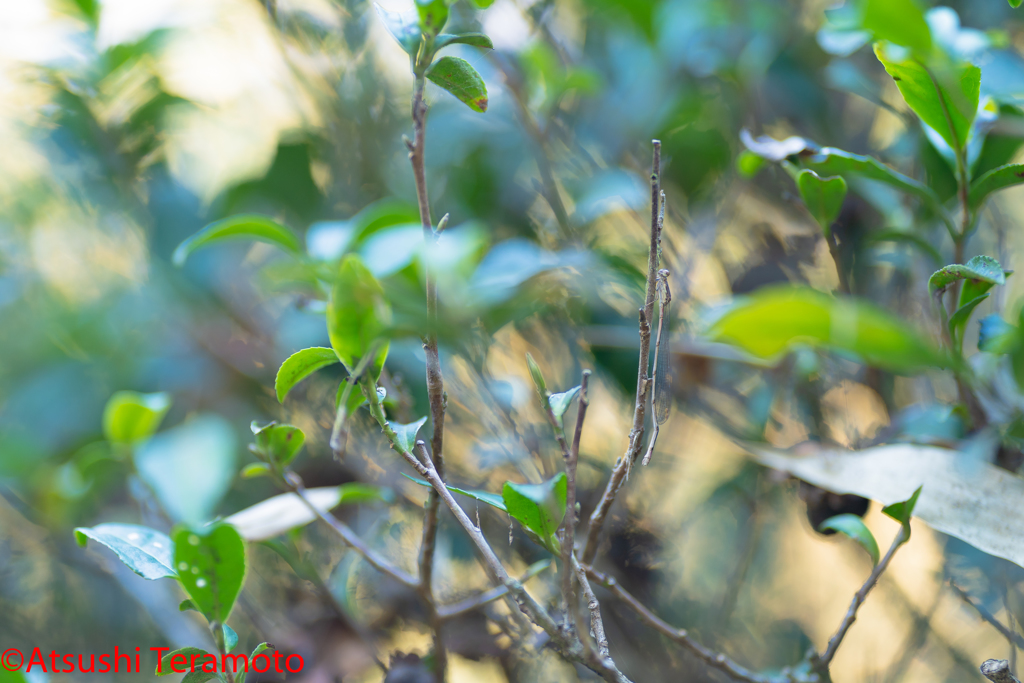ホソミイトトンボ越冬型♀