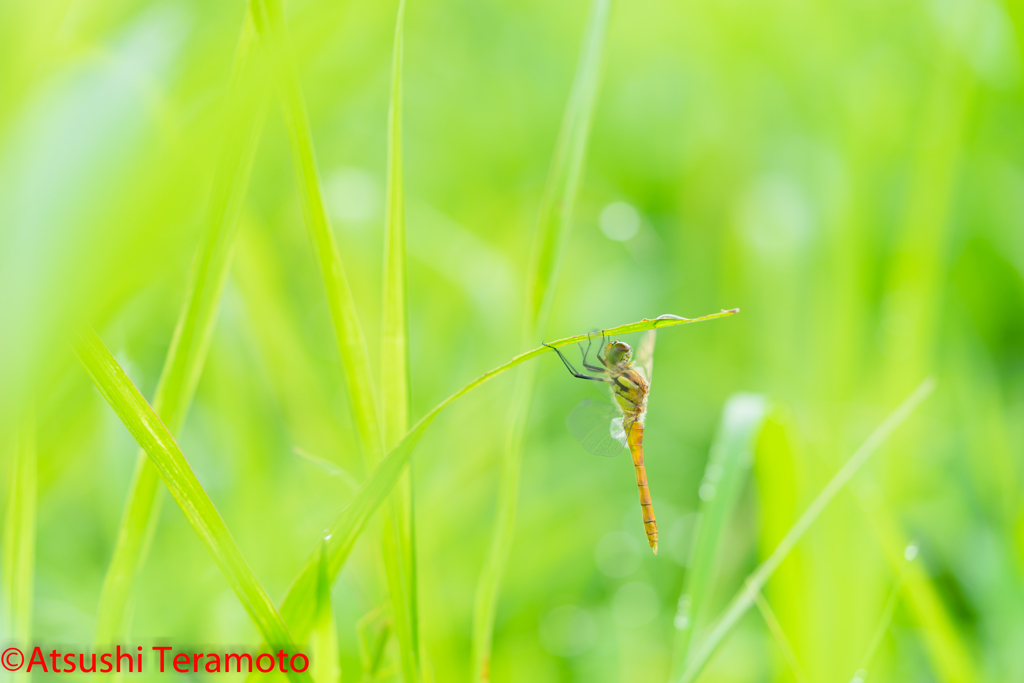 ナツアカネ♂