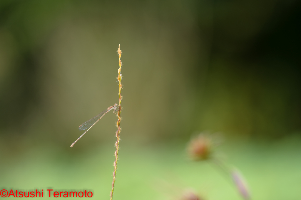 ホソミイトトンボ越冬型♀
