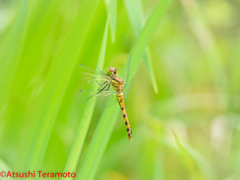 ナツアカネ♀