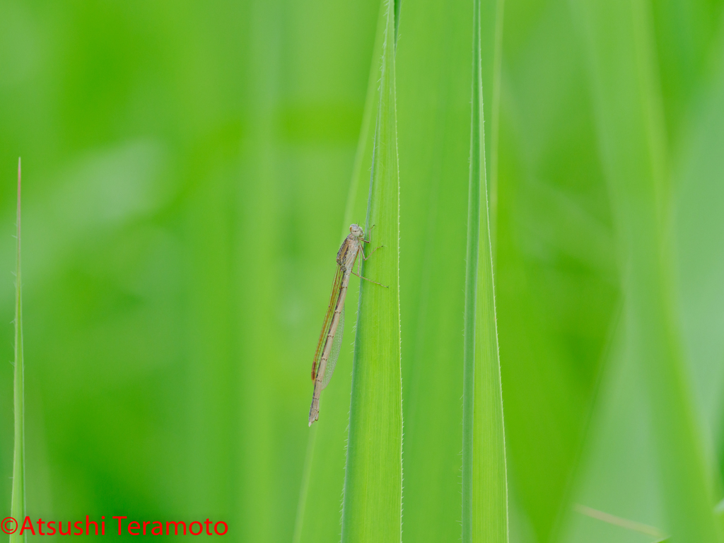 オツネントンボ♀