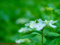 朝の通勤中・・・