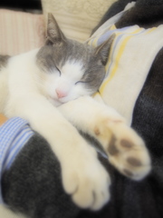 ネコ吉