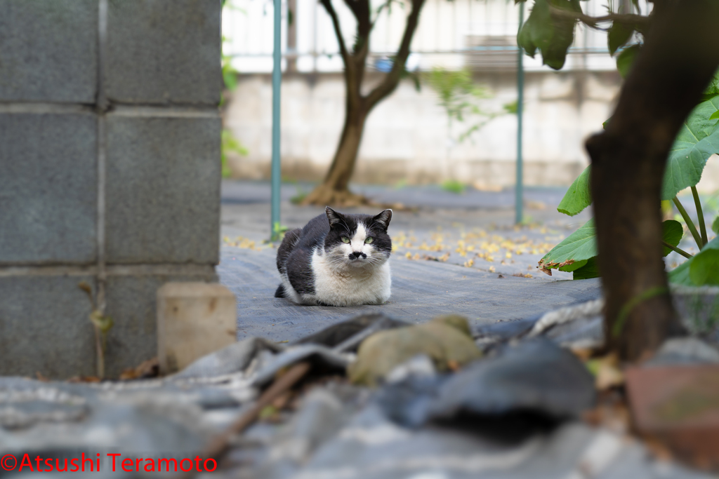 黒い野良猫