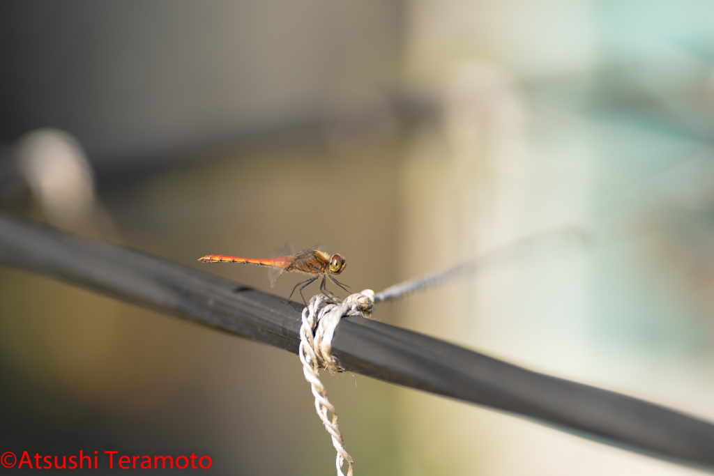 アキアカネ♂