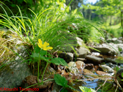 渓流の野草