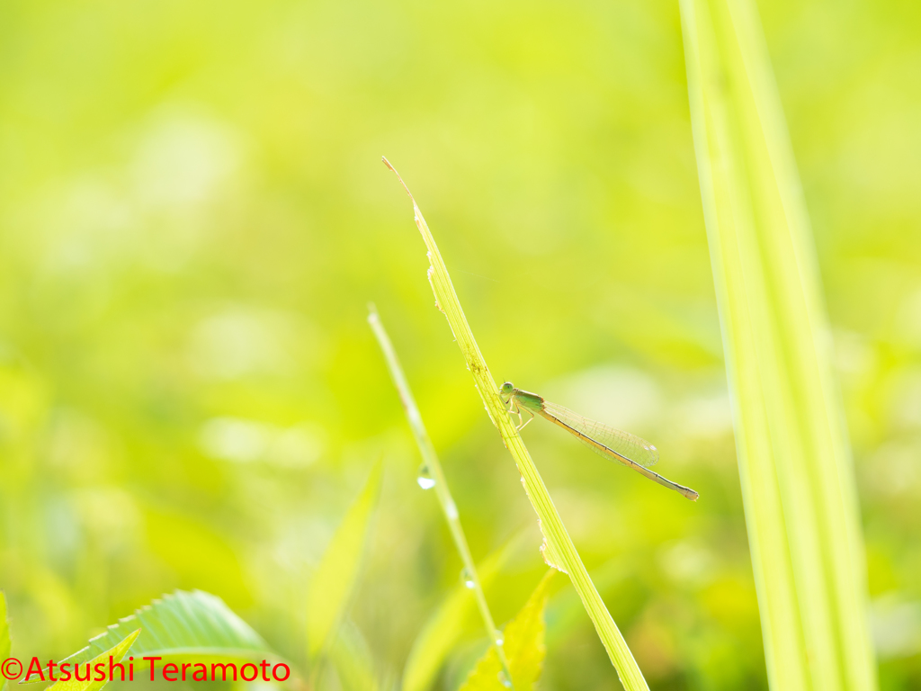 アジアイトトンボ♀