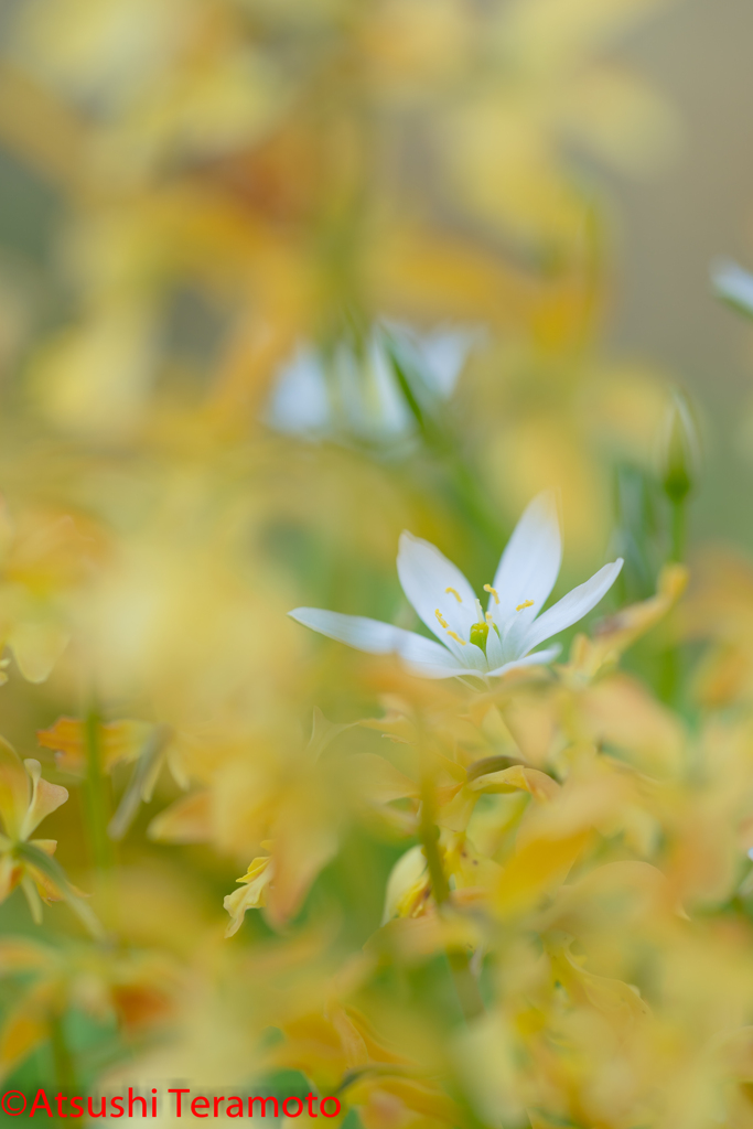 野草