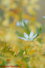 野草