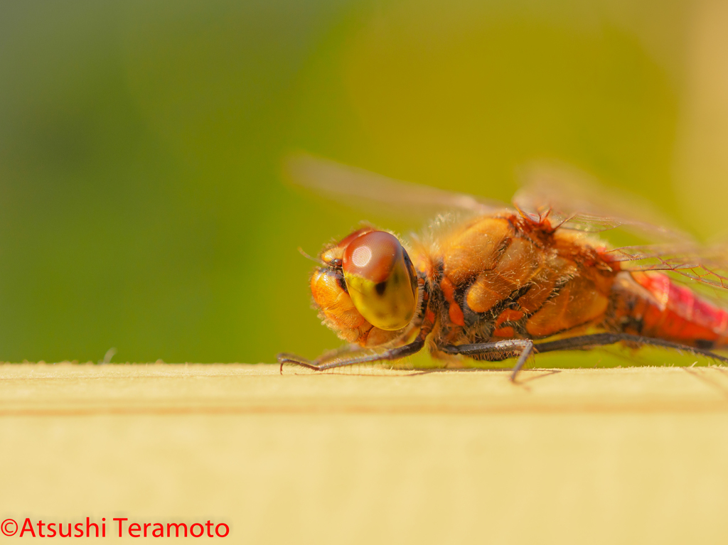 アキアカネ♂