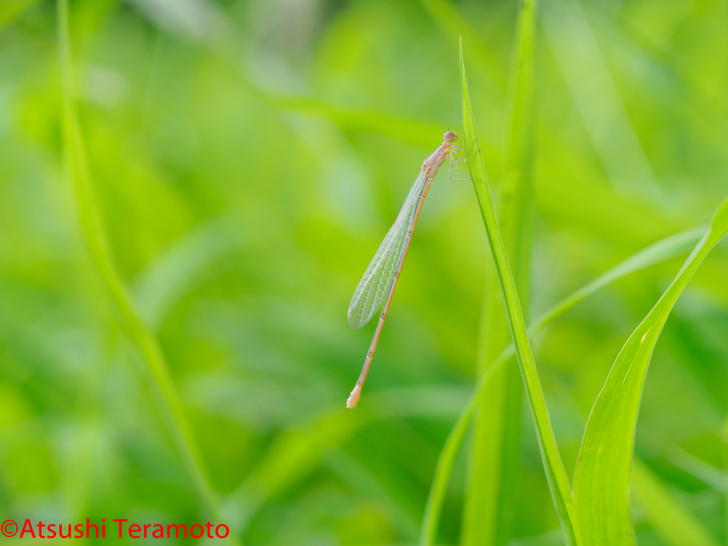 越冬型♀
