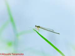 モノサシトンボ♀