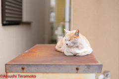 茶色の地域猫