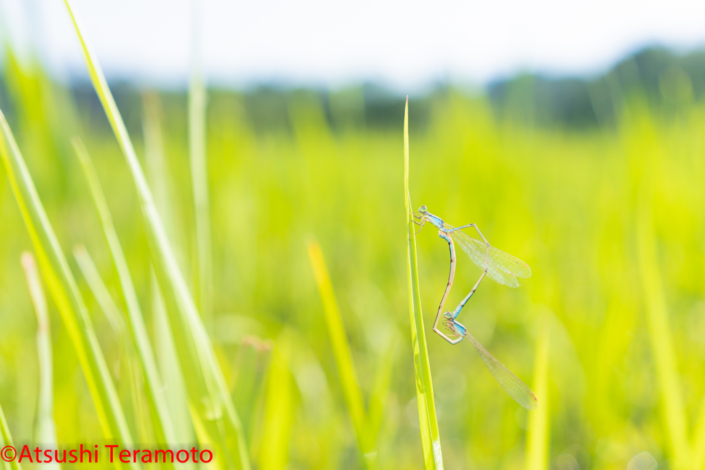 ホソミイトトンボ越冬型交尾態