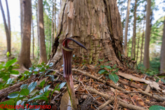 テンナンショウの仲間