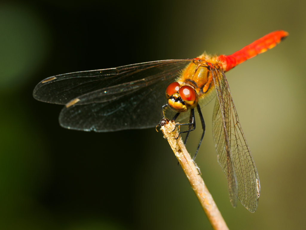 アキアカネ♂