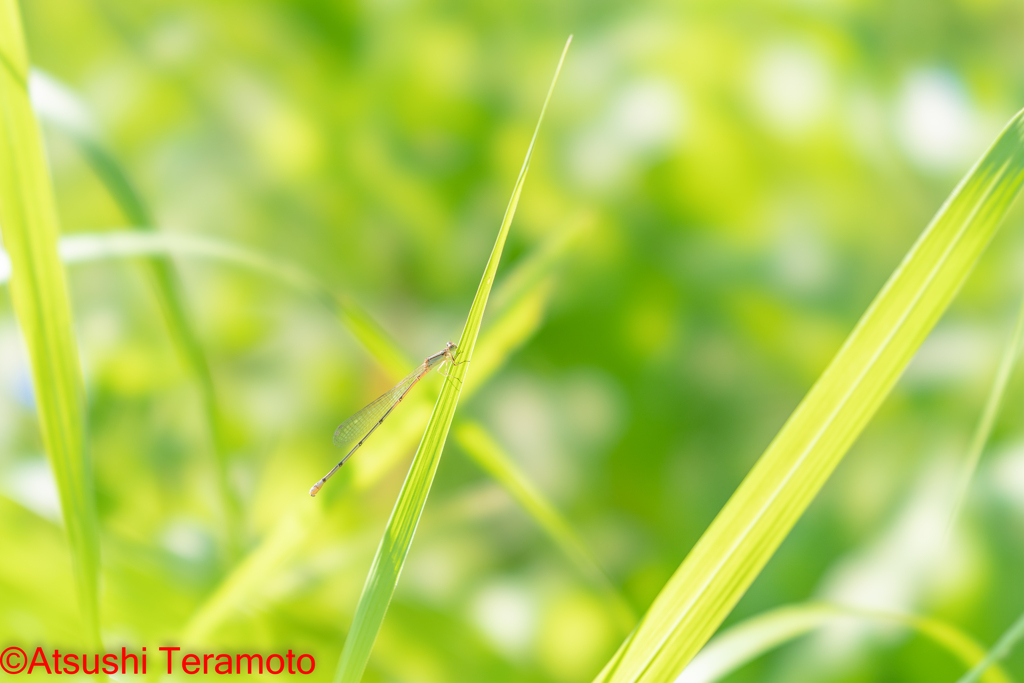 ホソミイトトンボ越冬型♀