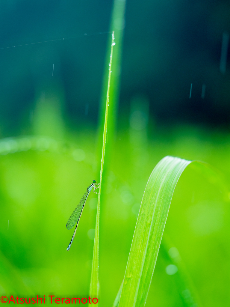 ホソミイトトンボ夏型♀