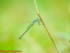 ♂型♀