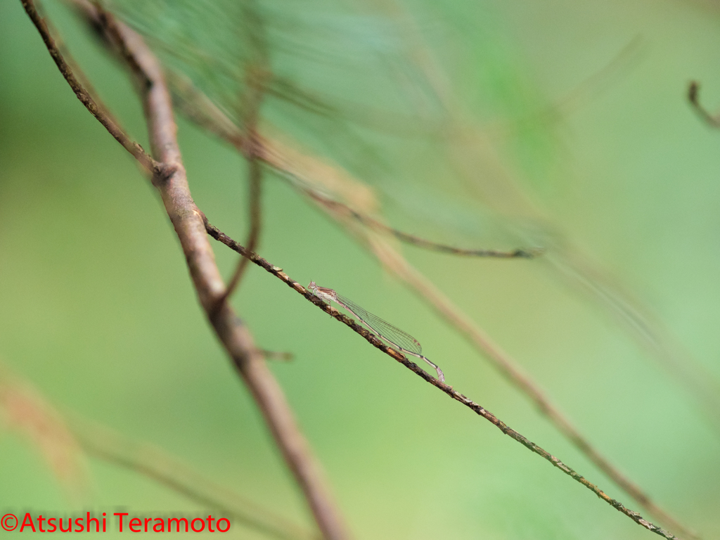 ホソミイトトンボ越冬型♀