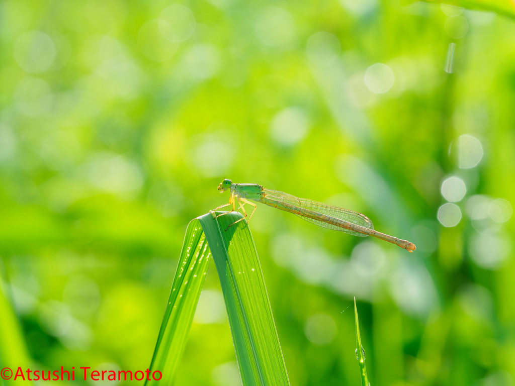 キイトトンボ♀