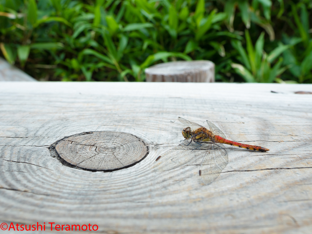 アキアカネ♂