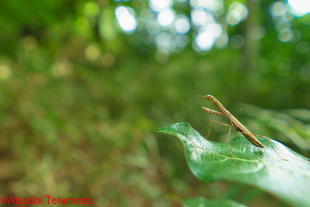 コカマキリ