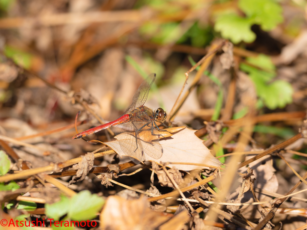 アキアカネ♂