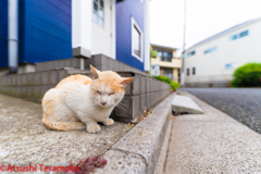 茶色の地域猫