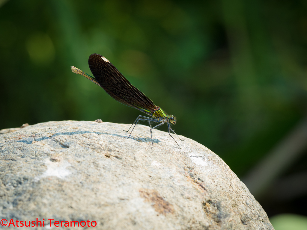 アオハダトンボ♀