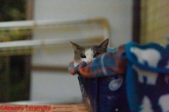 暗がりのネコ吉