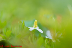 何かと嫌われますが、花はキレイです