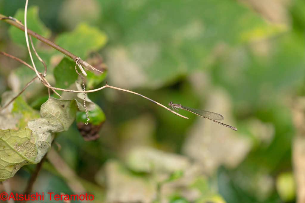 ホソミイトトンボ越冬型♀