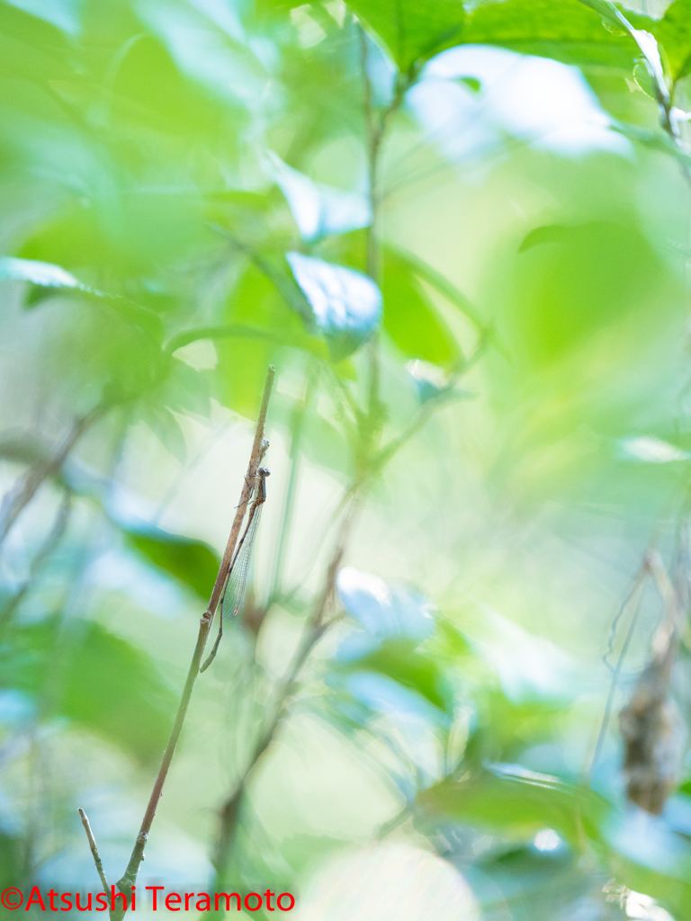 ホソミイトトンボ越冬型♂