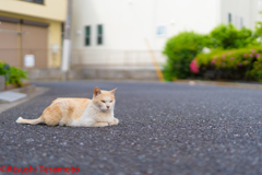 茶色の地域猫