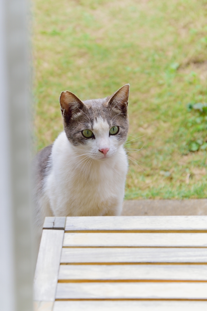 庭にやってきたネコちゃん