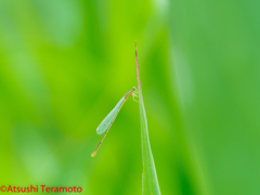 ホソミイトトンボ夏型♀