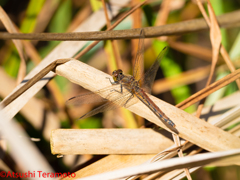 アキアカネ♀